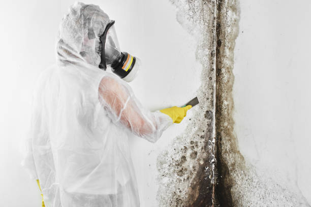 Best Same-Day Mold Removal  in Pquemine, LA