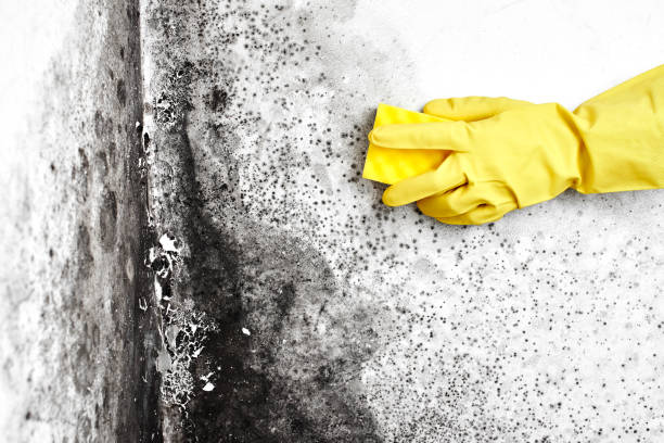 Best Attic Mold Removal  in Pquemine, LA