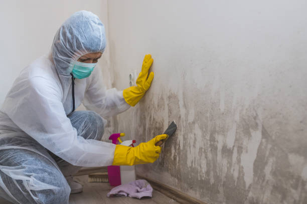 Best Toxic Mold Removal  in Pquemine, LA