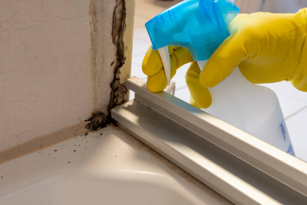 Best Fast Mold Removal  in Pquemine, LA