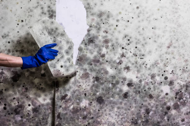 Best Office Mold Removal Services  in Pquemine, LA