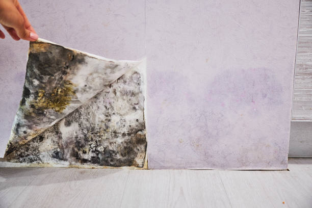 Best Home Mold Removal  in Pquemine, LA